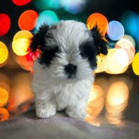 Shih-Poo Puppies for sale in Armidale, New South Wales. price: $2,995