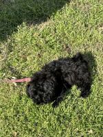 Shih-Poo Puppies for sale in Conway, Arkansas. price: $3,000