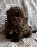 Shih-Poo Puppies for sale in Grand Blanc, Michigan. price: $1,500