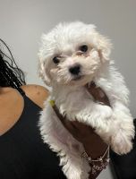 Shih-Poo Puppies for sale in Chicago, Illinois. price: $950