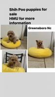 Shih-Poo Puppies for sale in Greensboro, North Carolina. price: $800