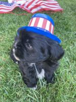 Shih-Poo Puppies for sale in Brentwood, California. price: $700