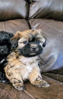 Shih-Poo Puppies for sale in Cleveland, Tennessee. price: $800