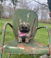 Shih-Poo Puppies for sale in Horicon, WI 53032, USA. price: $350