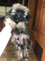 Shih-Poo Puppies for sale in Lenoir City, Tennessee. price: $450