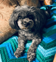 Shih-Poo Puppies for sale in Melrose Park, Illinois. price: $550
