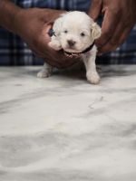 Shih-Poo Puppies Photos