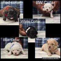 Shih-Poo Puppies for sale in Columbia, South Carolina. price: $1,200