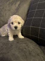 Shih-Poo Puppies for sale in Oakland, Tennessee. price: $400