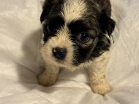 Shih-Poo Puppies for sale in Gray Court, SC 29645, USA. price: NA