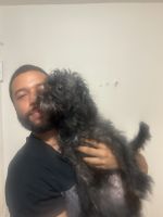 Shih poo for sale named Alexa