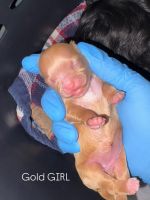 Shih-Poo Puppies for sale in Detroit, MI, USA. price: $1,800