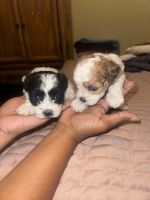 Shih-Poo Puppies for sale in Laveen Village, Phoenix, AZ, USA. price: $250