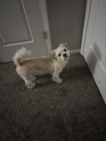 Shih-Poo Puppies for sale in Arlington, TX, USA. price: $400