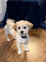 Shih-Poo Puppies for sale in New Albany, OH, USA. price: $600