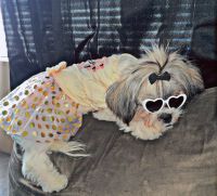 Shih-Poo Puppies for sale in Fountain Inn, SC, USA. price: $300