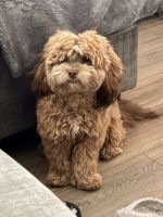 Shih-Poo Puppies for sale in Charlotte, NC, USA. price: $1,150