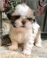 Shih Tzu Puppies for sale in Verdun, Montreal, QC, Canada. price: NA