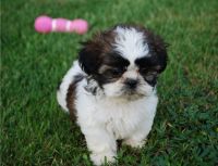 Shih Tzu Puppies for sale in Manchester, UK. price: NA