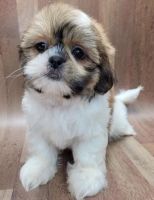Shih Tzu Puppies for sale in Calgary, AB, Canada. price: $650