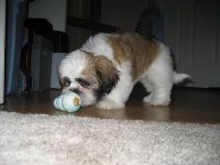 Shih Tzu Puppies for sale in Toronto, ON, Canada. price: NA