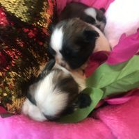 Shih Tzu Puppies for sale in South Porcupine, ON P0N 1K0, Canada. price: $1,350