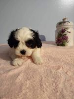 Shih Tzu Puppies Photos
