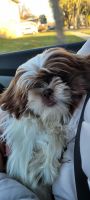 Shih Tzu Puppies for sale in Prospect Heights, IL, USA. price: $600