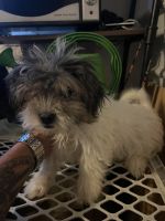 Shih Tzu Puppies for sale in Raleigh, North Carolina. price: $500