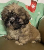Shih Tzu Puppies for sale in Greencastle, Indiana. price: $1,200