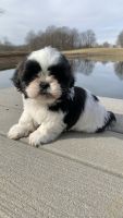 Shih Tzu Puppies for sale in Campbell Hill, Illinois. price: $700