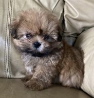 Shih Tzu Puppies for sale in Greencastle, Indiana. price: $1,000