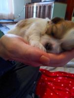 Shih Tzu Puppies for sale in Henderson, KY 42420, USA. price: $800
