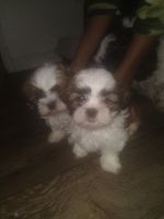 Shih Tzu Puppies for sale in Las Vegas, Nevada. price: $1,000