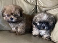 Shih Tzu Puppies for sale in Greencastle, Indiana. price: $800