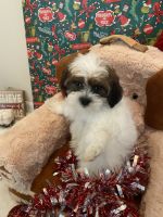 Shih Tzu Puppies for sale in Parrish, Florida. price: $80,000