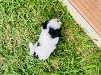 Shih Tzu Puppies for sale in Sydney, New South Wales. price: $1,000