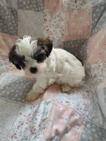 Shih Tzu Puppies for sale in Hanover, PA 17331, USA. price: $600