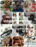 Shih Tzu Puppies for sale in San Fernando, Pampanga. price: 16,000 PHP