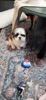 Shih Tzu Puppies for sale in St. Michael, Pennsylvania. price: NA