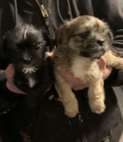 Shih Tzu Puppies for sale in Fort Wayne, Indiana. price: $350