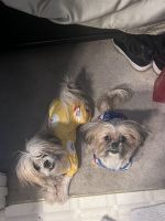 Shih Tzu Puppies for sale in Snellville, Georgia. price: $1,200
