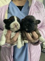 Shih Tzu Puppies for sale in Lansing, Michigan. price: $1,500