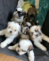 Shih Tzu Puppies for sale in Cairo, Georgia. price: $800