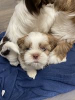 Shih Tzu Puppies for sale in Detroit, MI, USA. price: $1,000