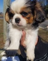 Shih Tzu Puppies for sale in 100 Bates Lake Rd, Malcolm, AL 36556, USA. price: $800