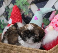 Shih Tzu Puppies for sale in Santa Rosa, California. price: NA