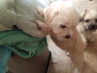 Shih Tzu Puppies for sale in Shelbyville, Tennessee. price: $200