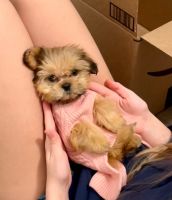 Shih Tzu Puppies for sale in Princeton, TX 75407, USA. price: $800
