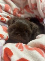 Shih Tzu Puppies for sale in Boiling Springs, SC 29316, USA. price: $12,001,400